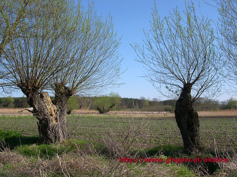 Bełcz Górny Hochbeltsch