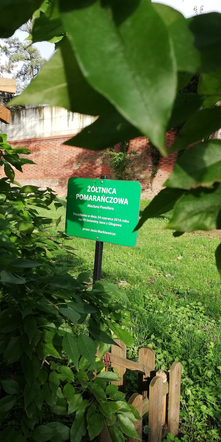 Ż&oacute;łtnica pomarańczowa w głogowskiej fosie - zdjęcie 6