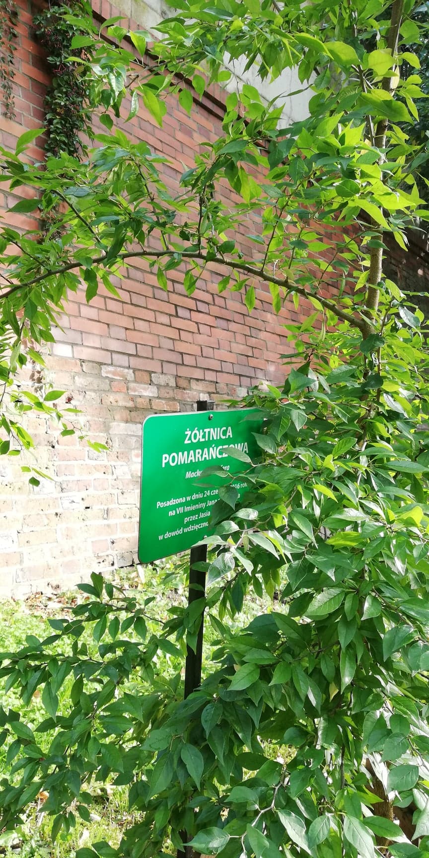 Ż&oacute;łtnica pomarańczowa w głogowskiej fosie - zdjęcie 7