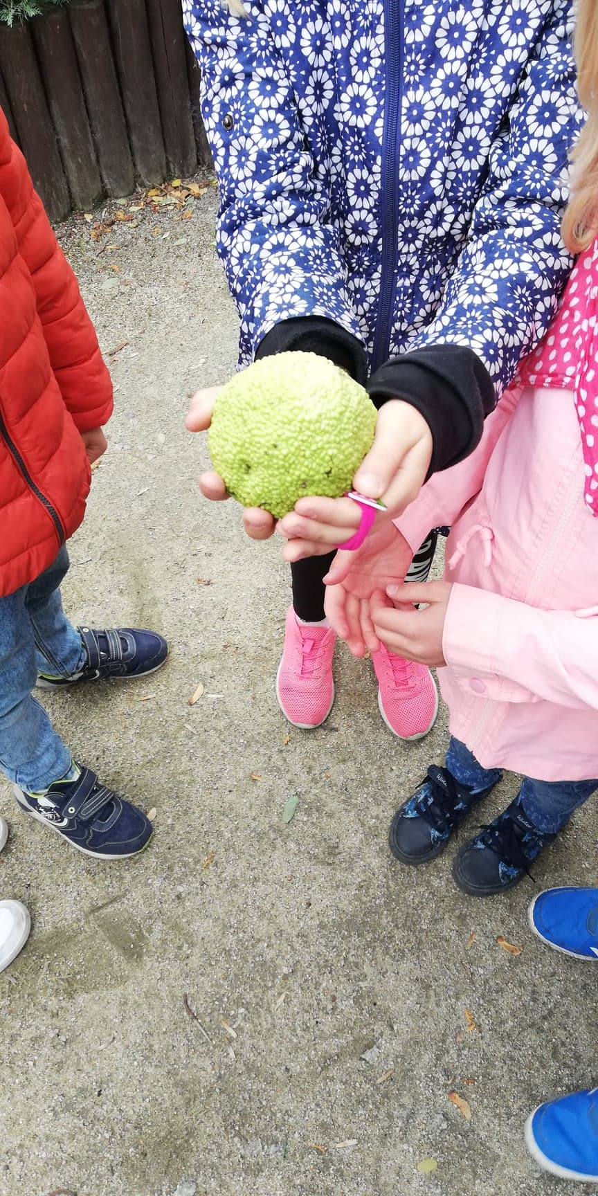 Ż&oacute;łtnica pomarańczowa w głogowskiej fosie - zdjęcie 2
