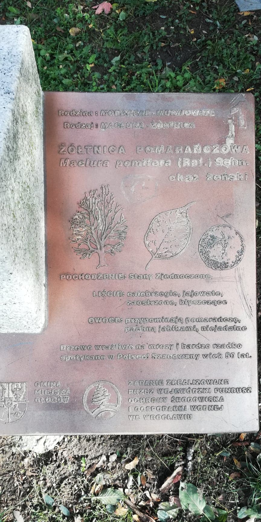 Ż&oacute;łtnica pomarańczowa w głogowskiej fosie - zdjęcie 3