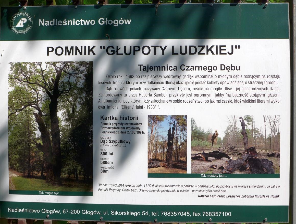 Tablica informująca o historii spalonego dębu