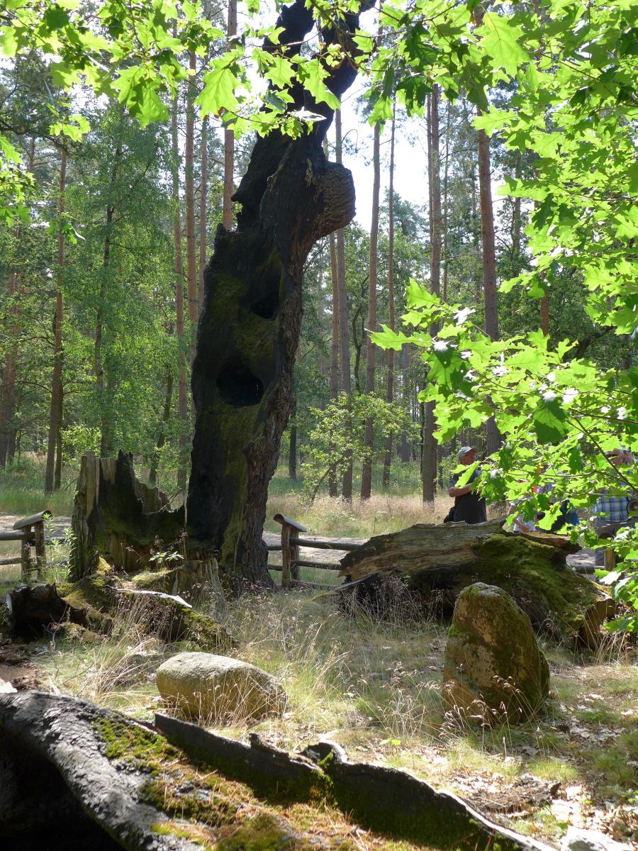 Spalony dąb