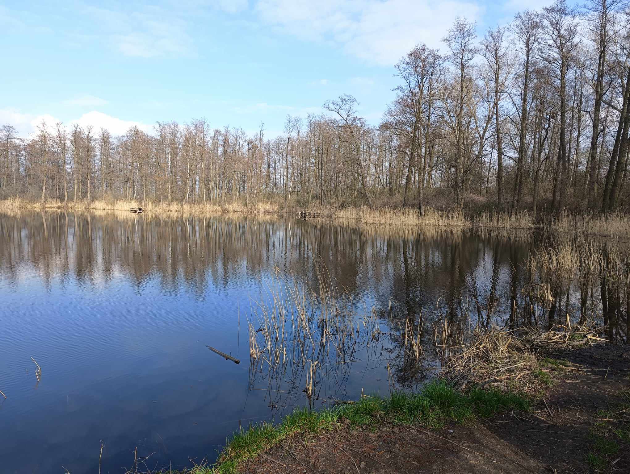 Staw w Zamecznie