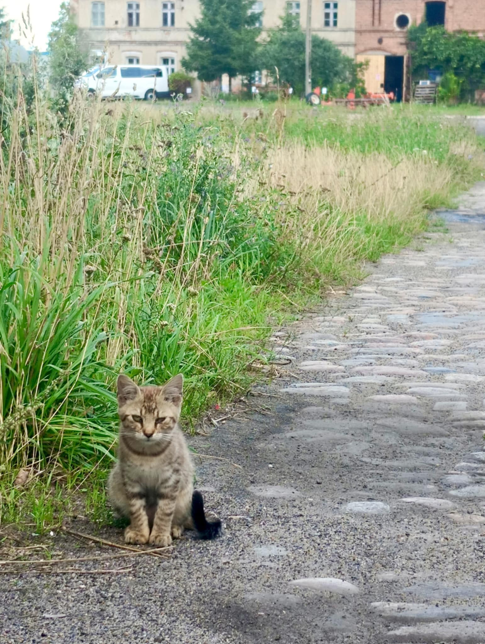 Kot, a w tle resztki zabudowań dawnego folwarku