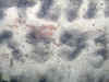 30.jpg (101212 bytes)
